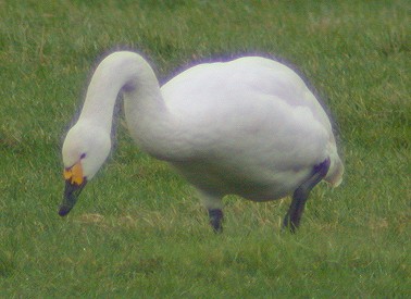 Kleinezwaan200104